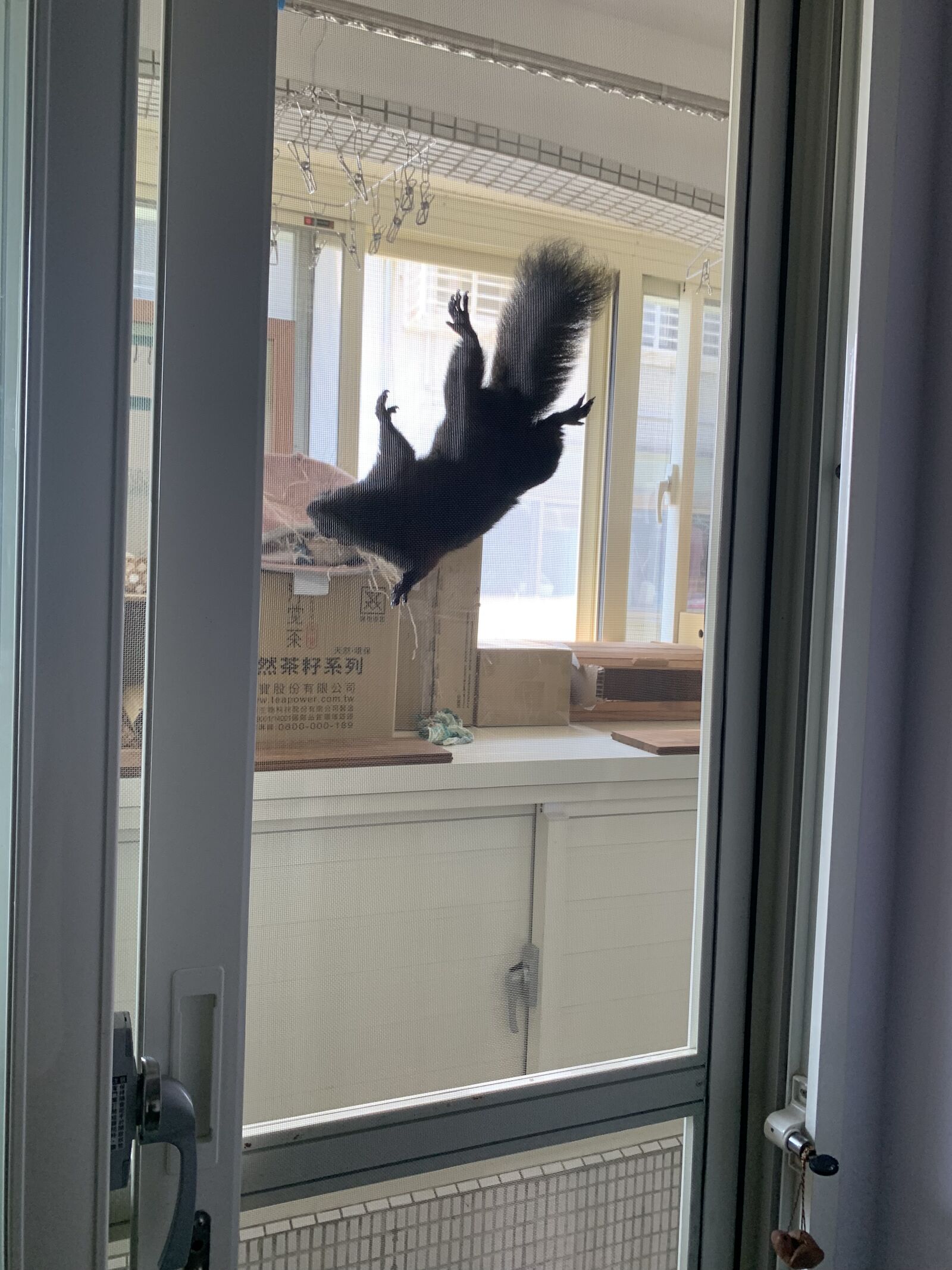 台北大安區實績:316不鏽鋼紗網強韌抗抓,有效防護松鼠攀爬破壞